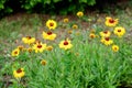 Many vivid yellow and red Gaillardia flowers, common name blanket flower, and blurred green leaves in soft focus, in a garden in a Royalty Free Stock Photo