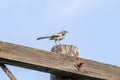 Many-voiced mockingbird (Mimus polyglottos) bird perched atop a wooden post Royalty Free Stock Photo