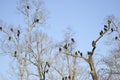 Turkey Vulture and Black Vulture Roost, Georgia, USA Royalty Free Stock Photo