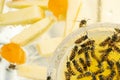 Many wasps eat honey from a bowl. Delicacies. Honey and melon on a plate Royalty Free Stock Photo