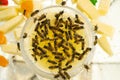 Many wasps eat honey from a bowl. Delicacies. Honey and melon on a plate Royalty Free Stock Photo