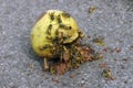 Many wasps eat a rotten pear