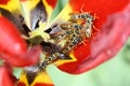 Many wasps gathered in a Tulip flower