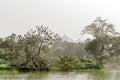 Many water birds sitting on the tree branch over a small grass island. Sunset time. Sunlight reflection on water. Nature landscape Royalty Free Stock Photo