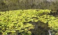 Many water lilies Nymphaea