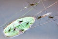 Many Water spiders - Limnoporus in close up