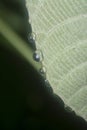 Many waterdrops on the surface of green leaves