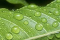 Many waterdrops on the surface of green leaves