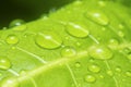 Many waterdrops on the surface of green leaves