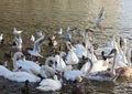 Many waterfowl: swans, gulls, ducks; feeding birds in winter