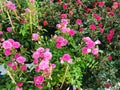 West Indian periwinkle, Bringht eye, Vinca, Cayenne jasmine, Old maid name pink, white, purple color flower in garden Royalty Free Stock Photo