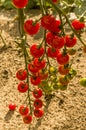 Many wet red ripe tomatoes and immature on stick selective focus