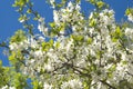 Many white apple tree flowers over blue sky closeu Royalty Free Stock Photo