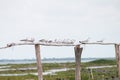 Many white birds Standing on a bamboo rail in the lake Royalty Free Stock Photo