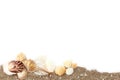 Many white, brown and orange sea shells pile on sand isolated on white background Royalty Free Stock Photo