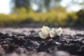 Many white butterflies fluttering in the summer and sit Royalty Free Stock Photo