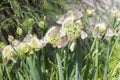 Many white butterflies on onion flowers. Butterfly on white flower in spring, summer garden Royalty Free Stock Photo