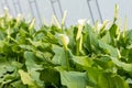 Many white calla flowers blossom in the greenhouse Royalty Free Stock Photo