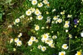 Many white chamomiles on green grass background. Gardening concept. Sunny day. Selective focus with blurred foreground and Royalty Free Stock Photo