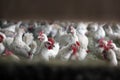 Many white chicken inside farm building Royalty Free Stock Photo