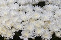 Many white chrysanthemum flowers close up