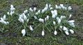 Many white crocuses Royalty Free Stock Photo