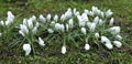 Many white crocuses in drops of water Royalty Free Stock Photo