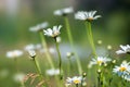 Many white daisies on a background of green grass. Royalty Free Stock Photo