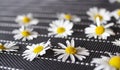 Many white daisies on a black background with white stripes top view. laid out randomly