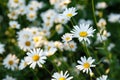 Many white daisies in the garden on a background of grass Royalty Free Stock Photo