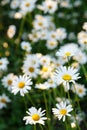 Many white daisies in the garden on a background of grass Royalty Free Stock Photo