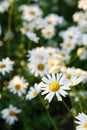 Many white daisies in the garden on a background of grass Royalty Free Stock Photo