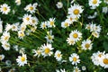 Many white daisies in the garden on a background of grass Royalty Free Stock Photo