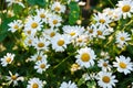 Many white daisies in the garden on a background of grass Royalty Free Stock Photo