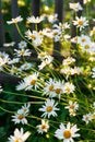 Many white daisies in the garden on a background of grass Royalty Free Stock Photo