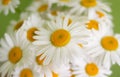 Many white daisies on a green background.selective focus Royalty Free Stock Photo