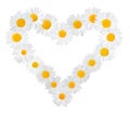 Many white daisies Marguerite formed into a heart, isolated on a white background Royalty Free Stock Photo