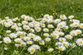 Many white daisies on a meadow. Bellis perennis - Group of daisies on springtime. Royalty Free Stock Photo