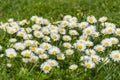 Many white daisies on a meadow. Bellis perennis - Group of daisies on springtime. Royalty Free Stock Photo