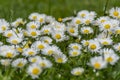 Many white daisies on a meadow. Bellis perennis - Group of daisies on springtime. Royalty Free Stock Photo