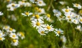 Many white daisies with white petals and yellow middle close-up. Chamomile is common in the field. Matricaria discoidea