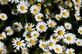 Many white daisies with white petals and yellow middle close-up. Chamomile is common in the field. Matricaria discoidea