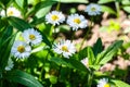 Many white daisies in the sun Royalty Free Stock Photo