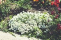 Many white daisies in top view of meadow. Royalty Free Stock Photo