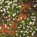 Many white daisies in top view of meadow Royalty Free Stock Photo