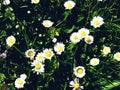 Many white daisies in top view of meadow Royalty Free Stock Photo
