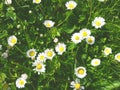 Many white daisies in top view of meadow Royalty Free Stock Photo