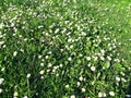 Many white daisies in top view of meadow Royalty Free Stock Photo