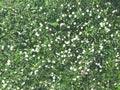 Many white daisies in top view of meadow Royalty Free Stock Photo