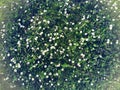 Many white daisies in top view of meadow Royalty Free Stock Photo